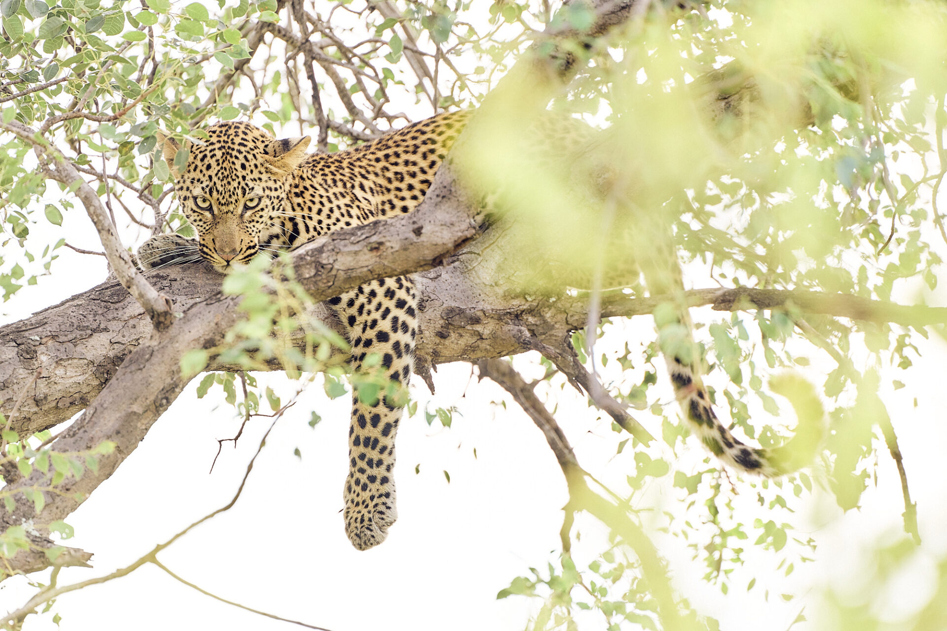 Bush Photography Camp