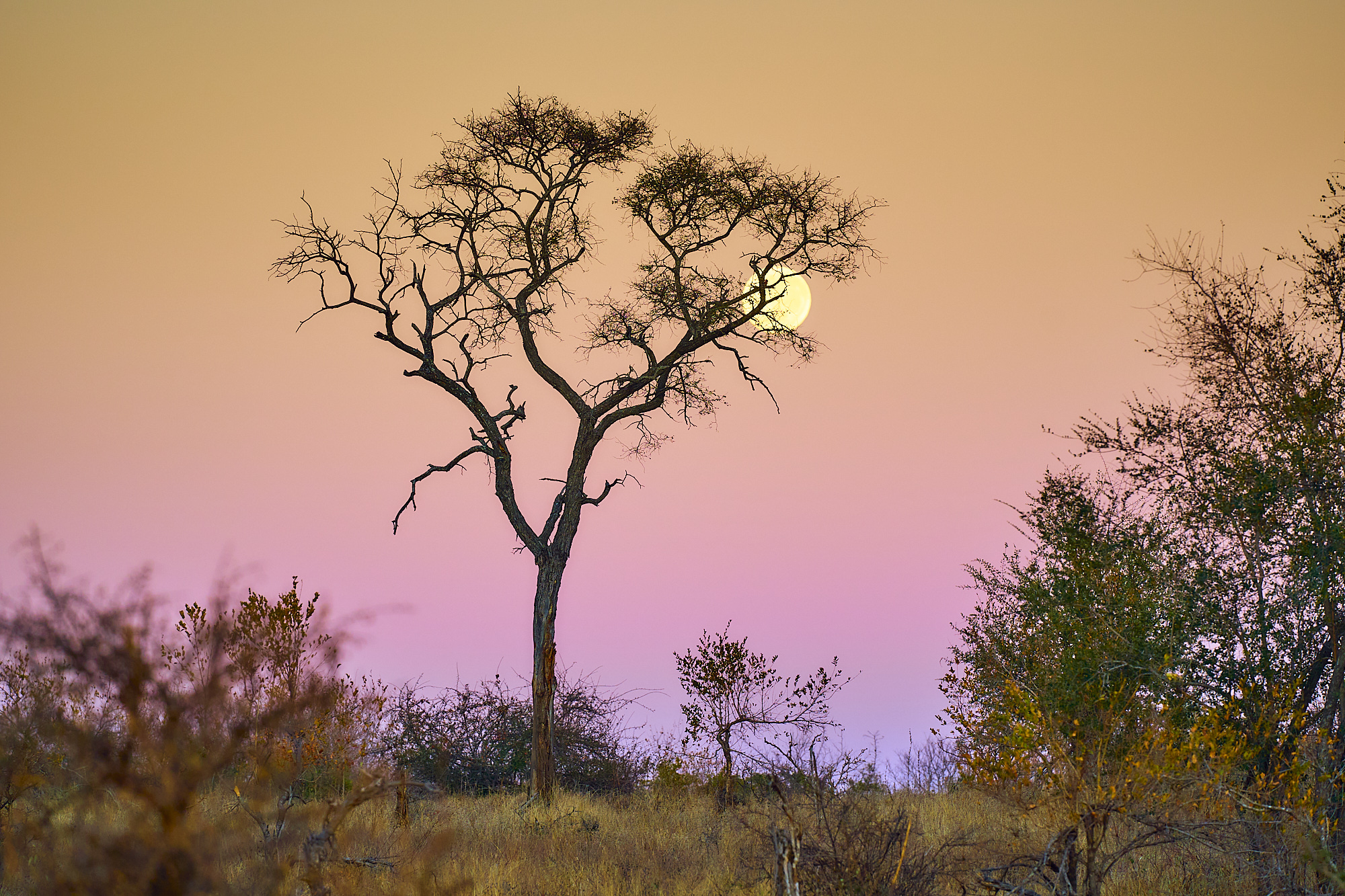 bush photography camp