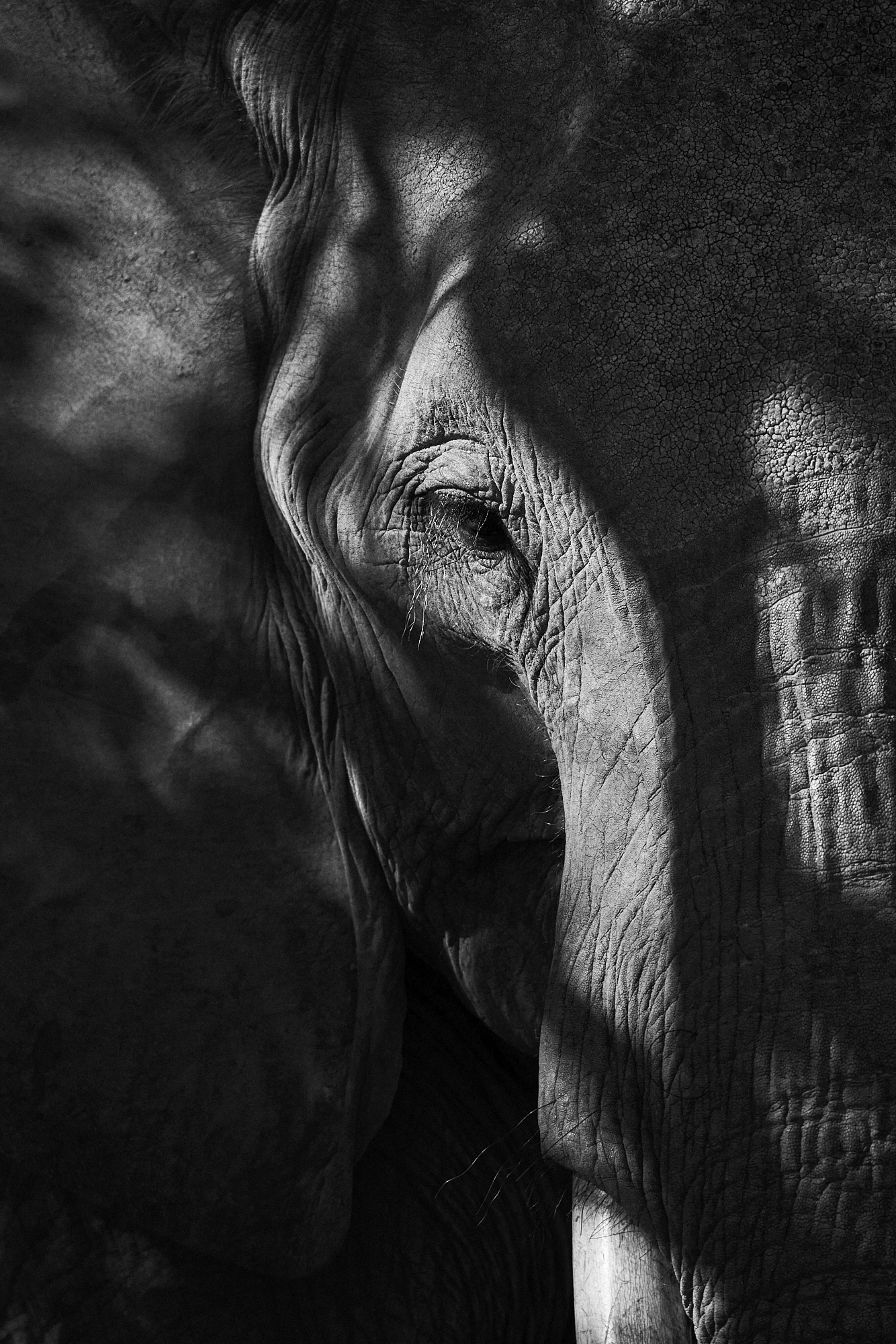 tfq authentic bush south africa