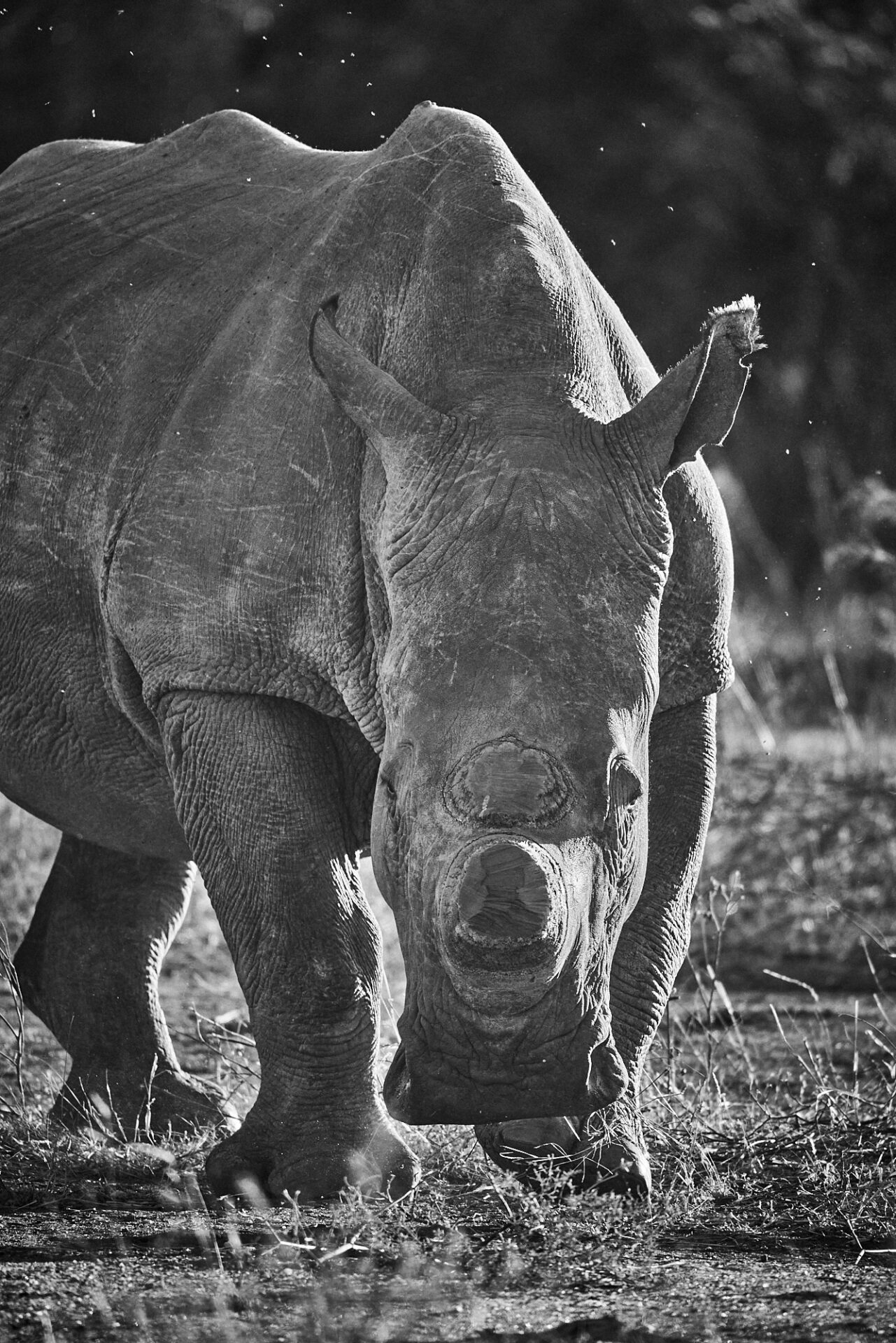 tfq authentic bush south africa